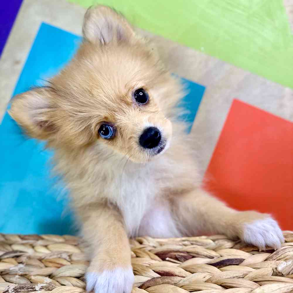 carousel pet images