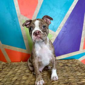 Boston Terrier