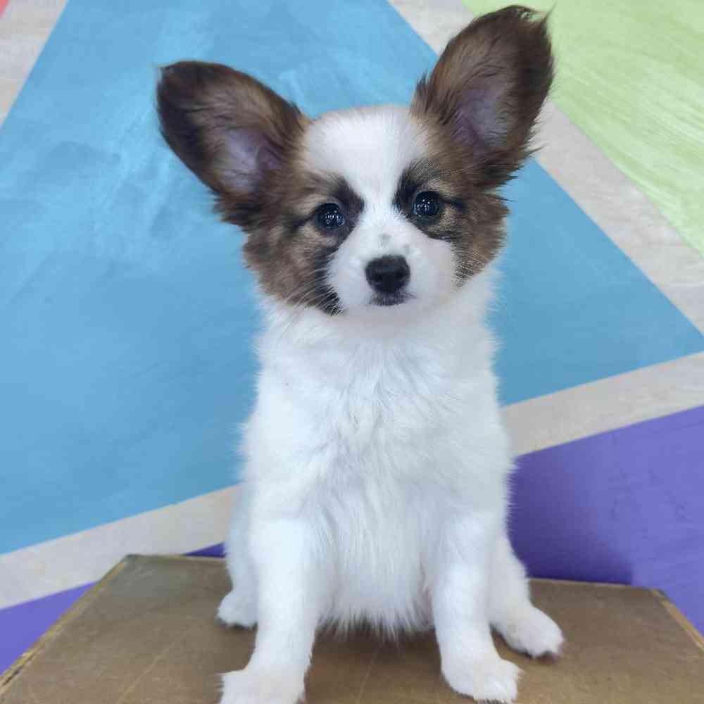 carousel pet images
