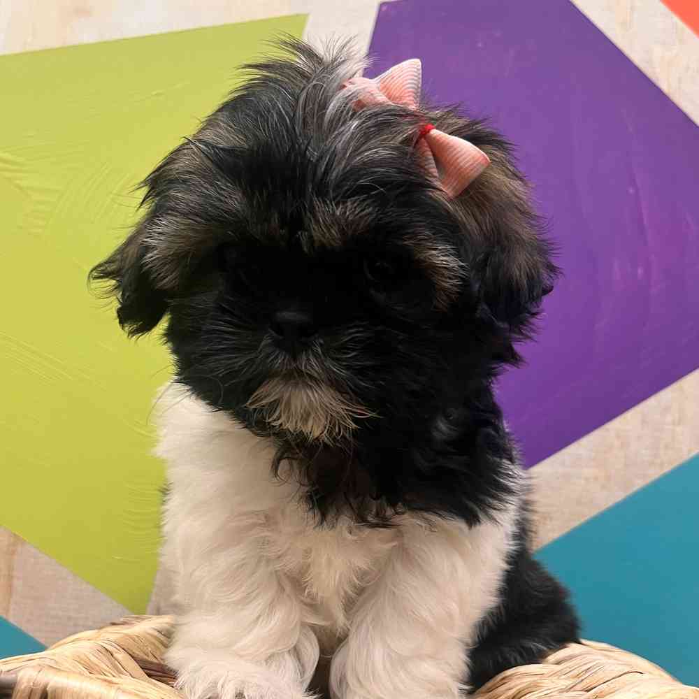 carousel pet images