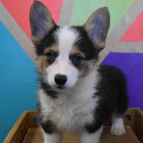 Pembroke Welsh Corgi