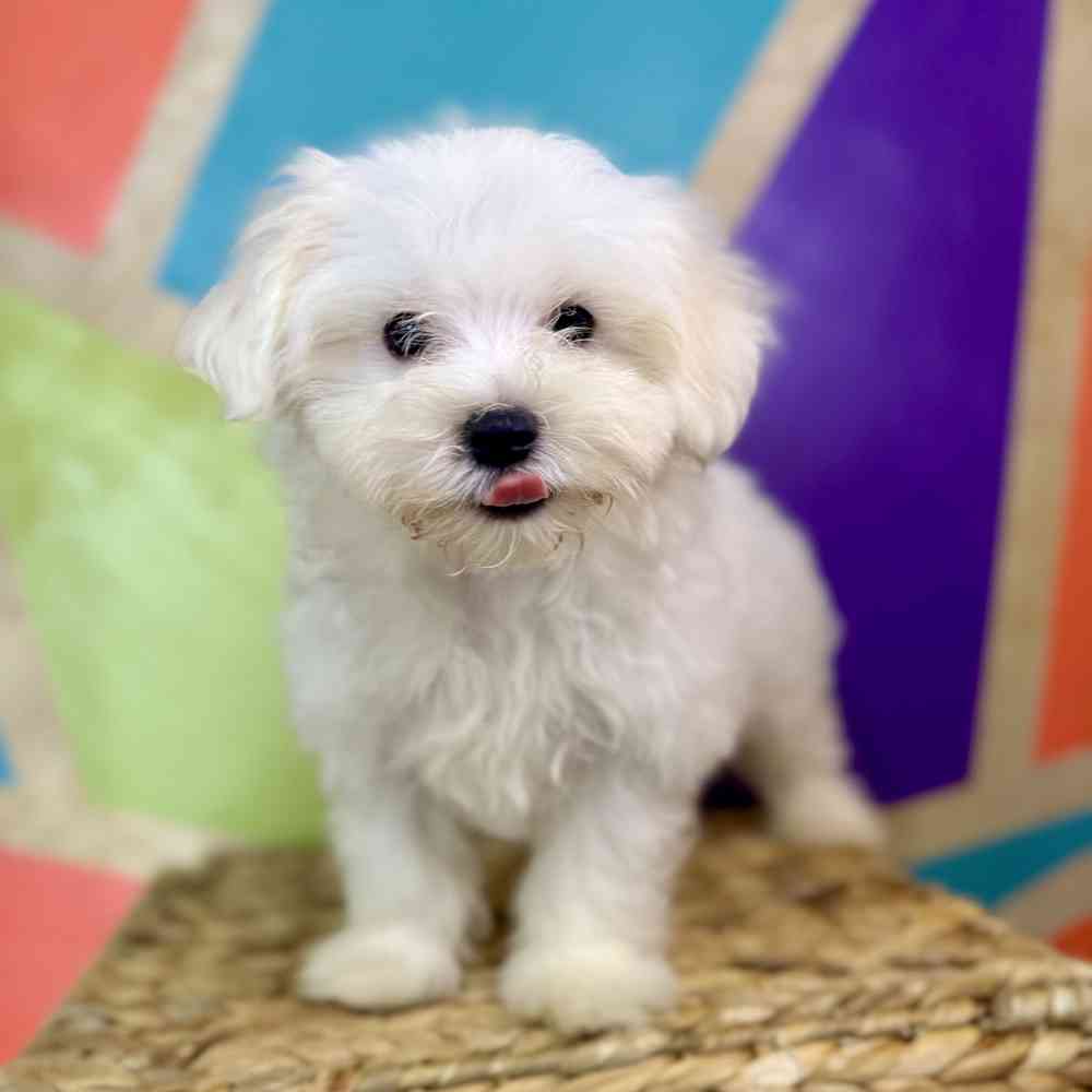 carousel pet images