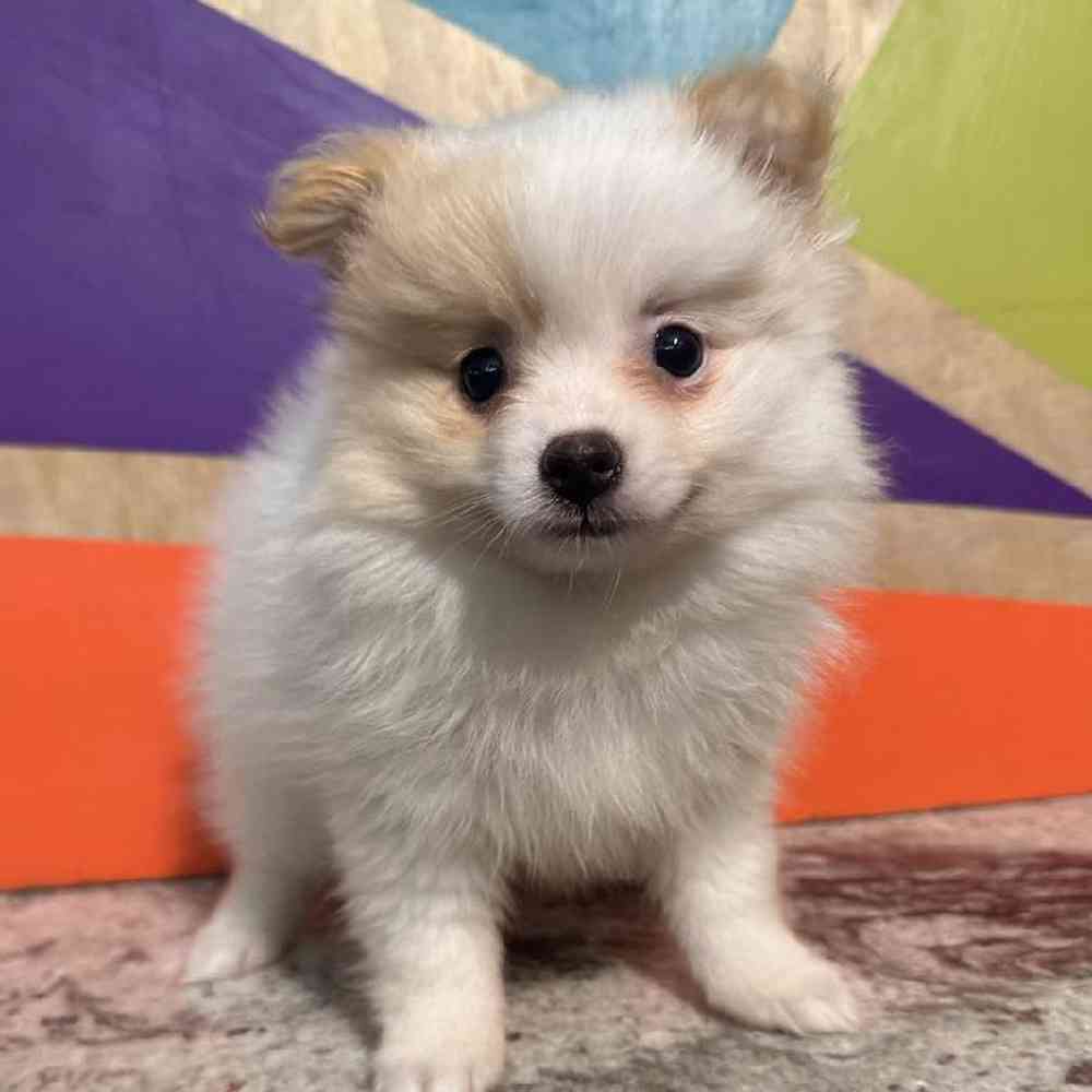 carousel pet images