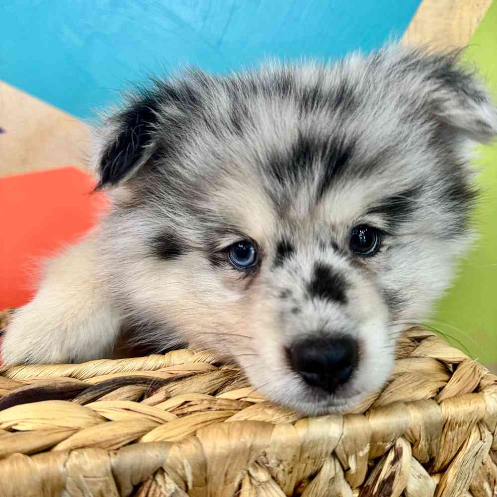 carousel pet images