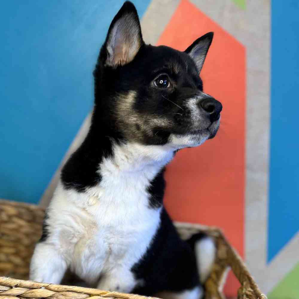 carousel pet images