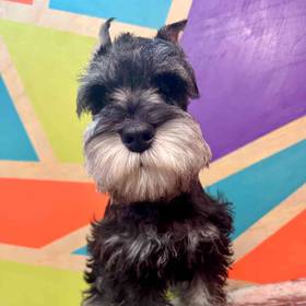 Mini Schnauzer