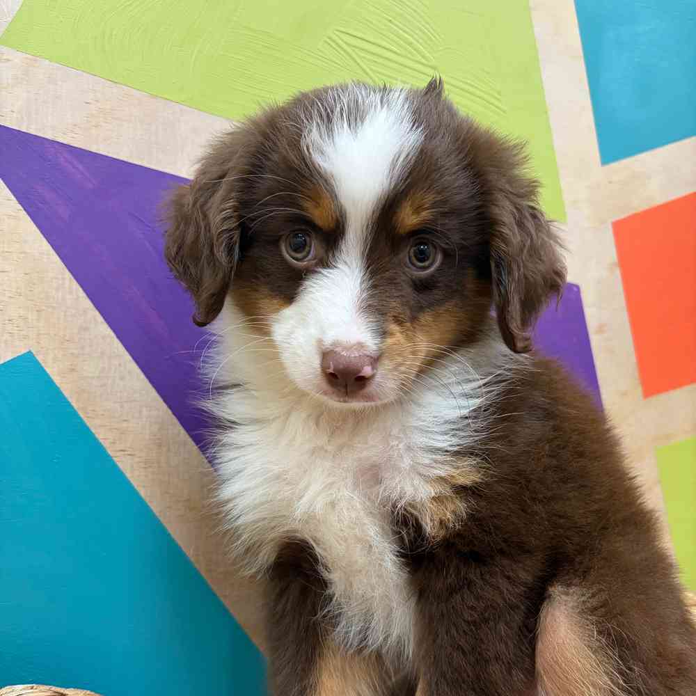 carousel pet images