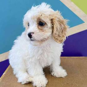 Cavachon