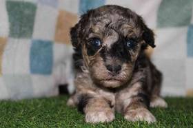Mini Poodle