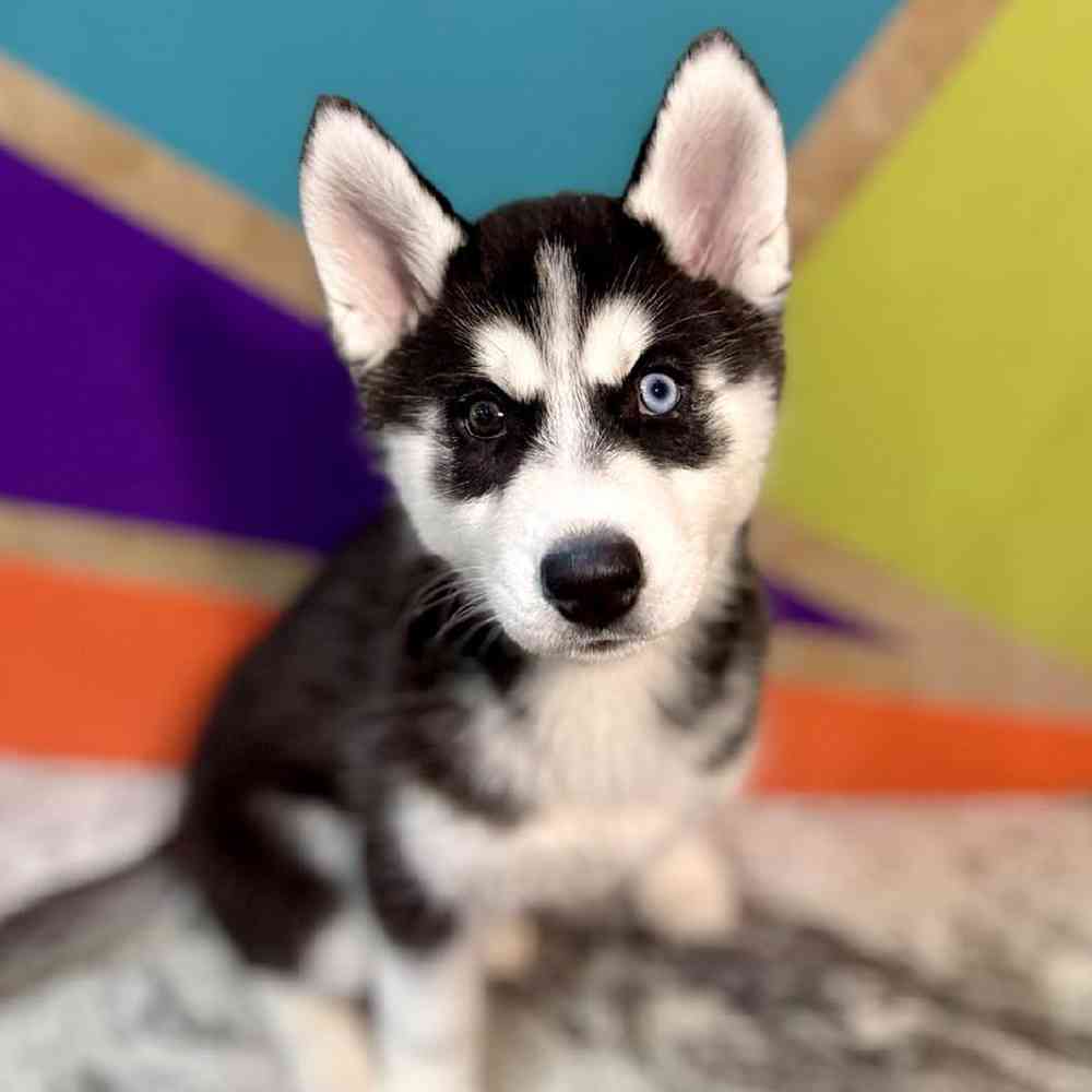 Image of a pet breed in the gallery