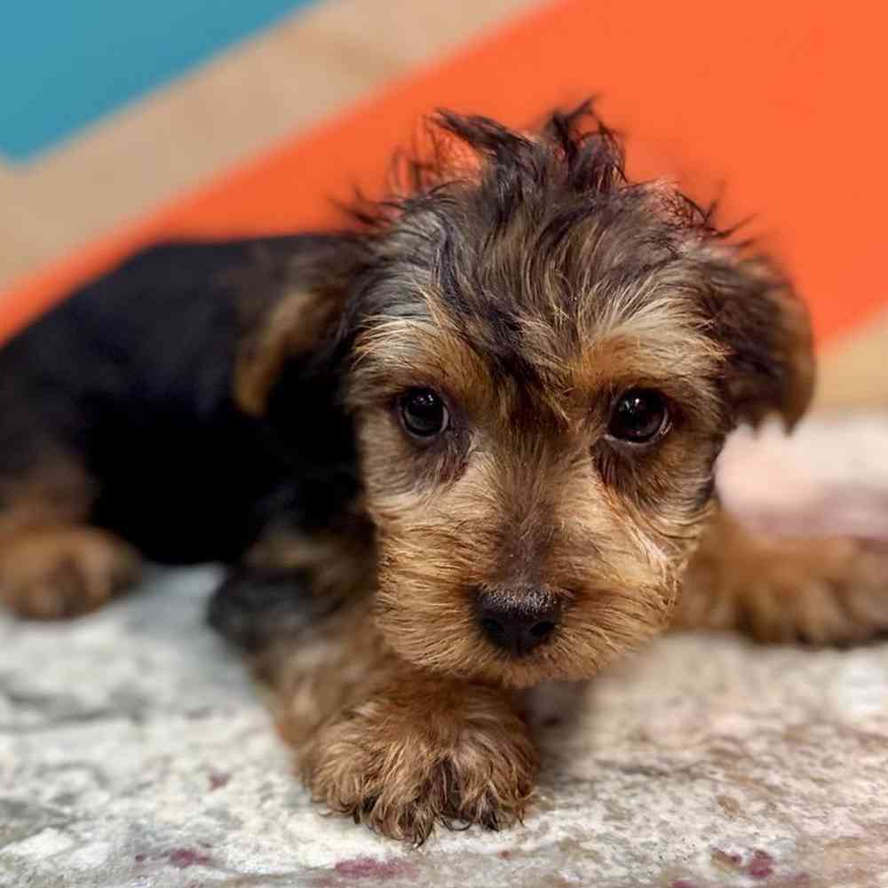 carousel pet images