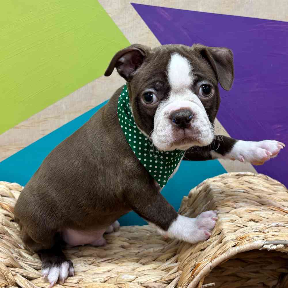 carousel pet images