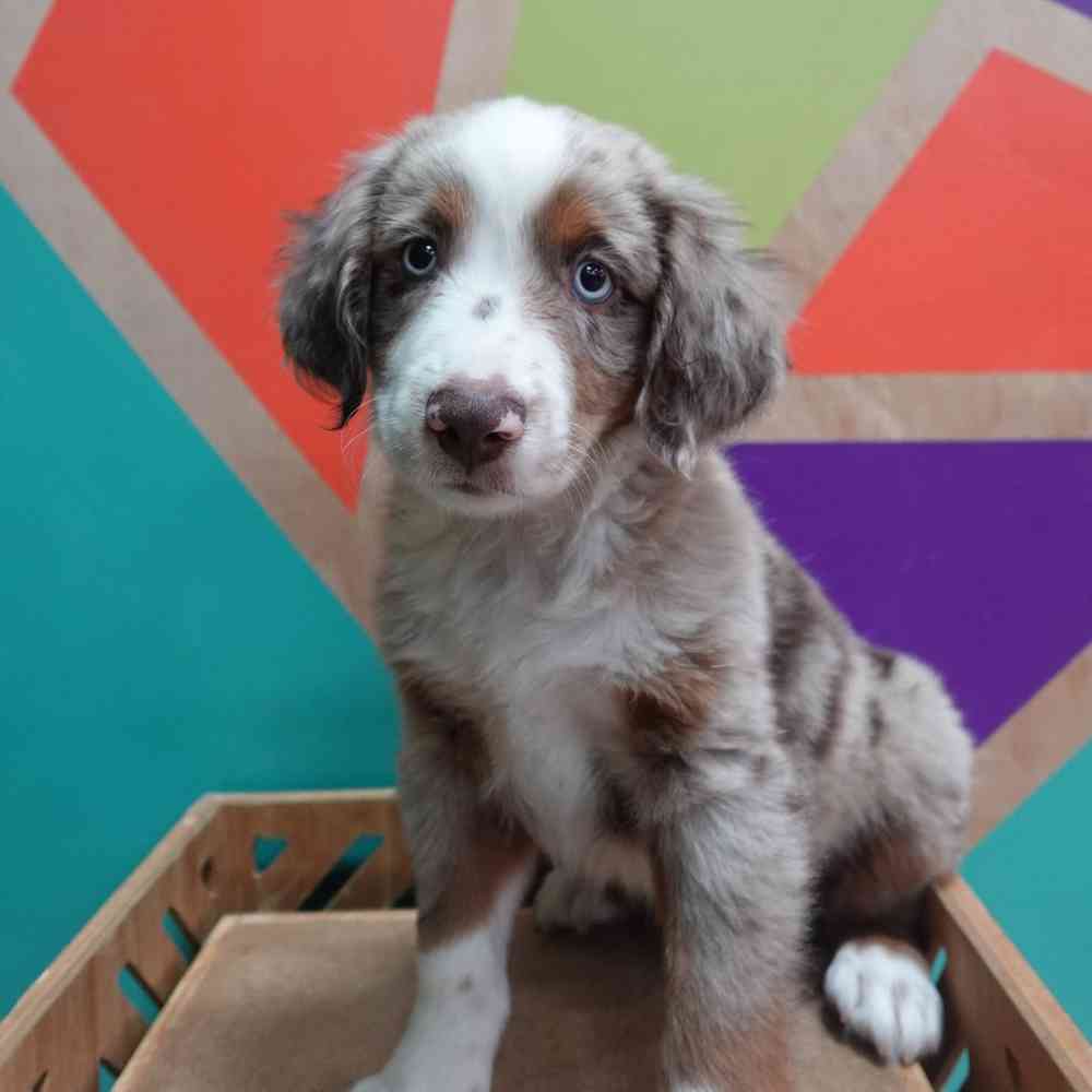 carousel pet images