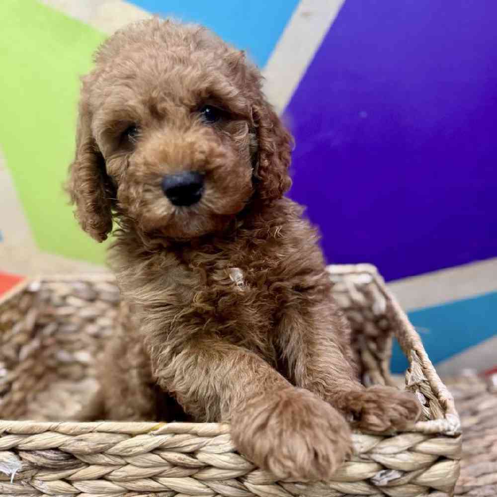 carousel pet images
