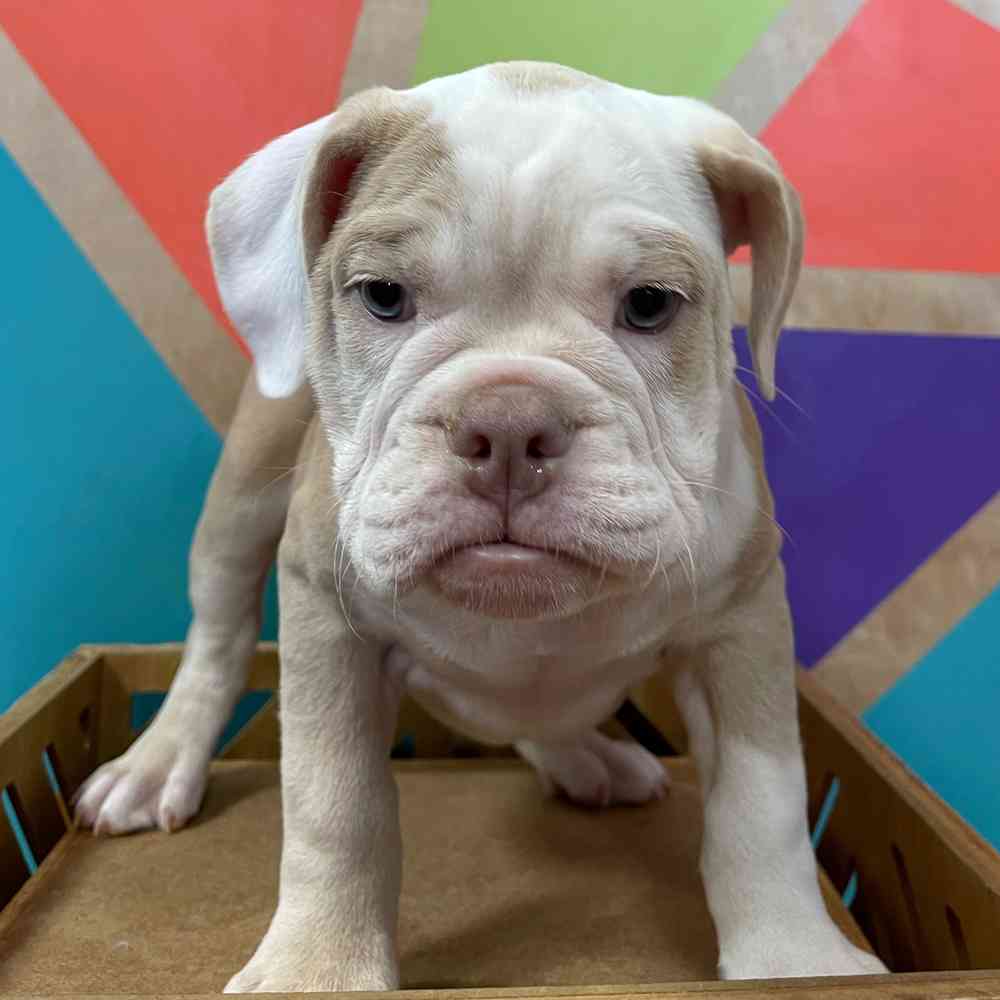 carousel pet images