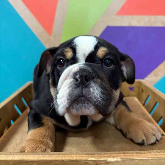 English Bulldog