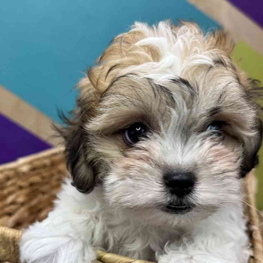 carousel pet images