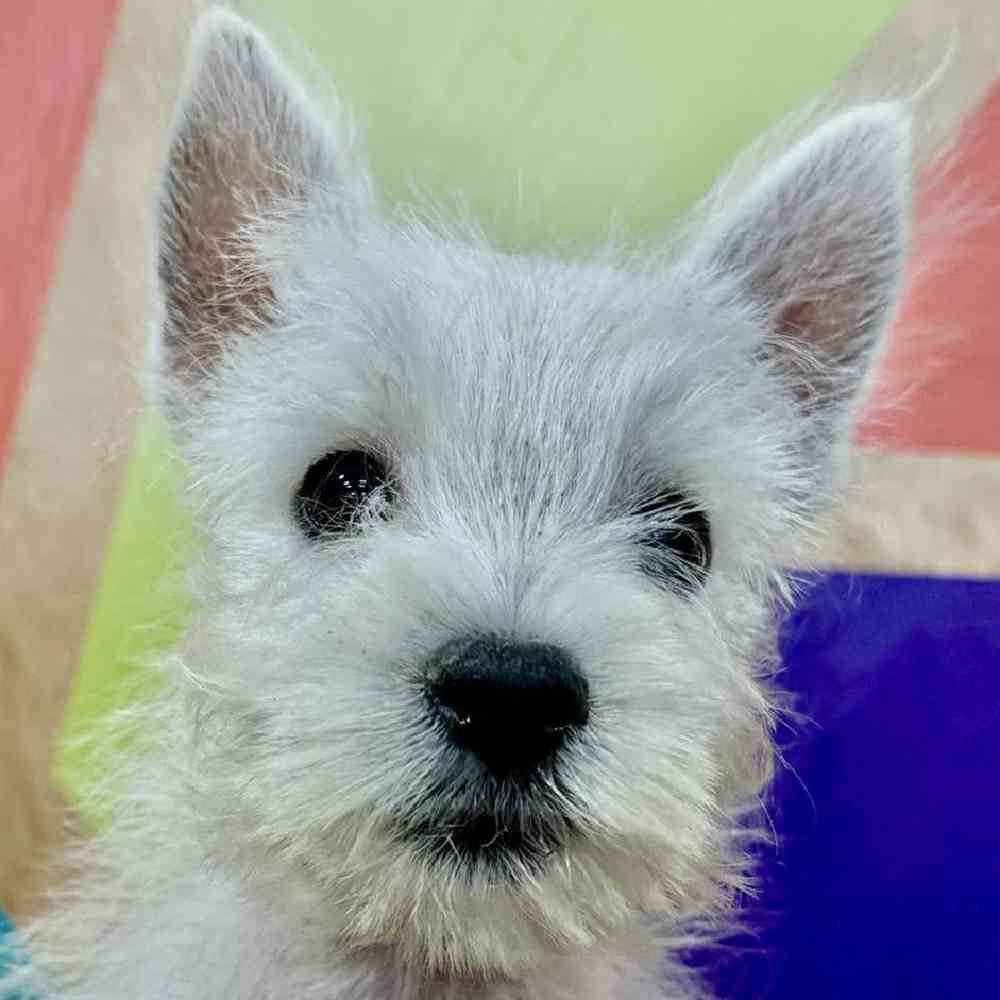 Image of a pet breed in the gallery