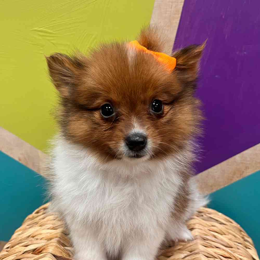 carousel pet images