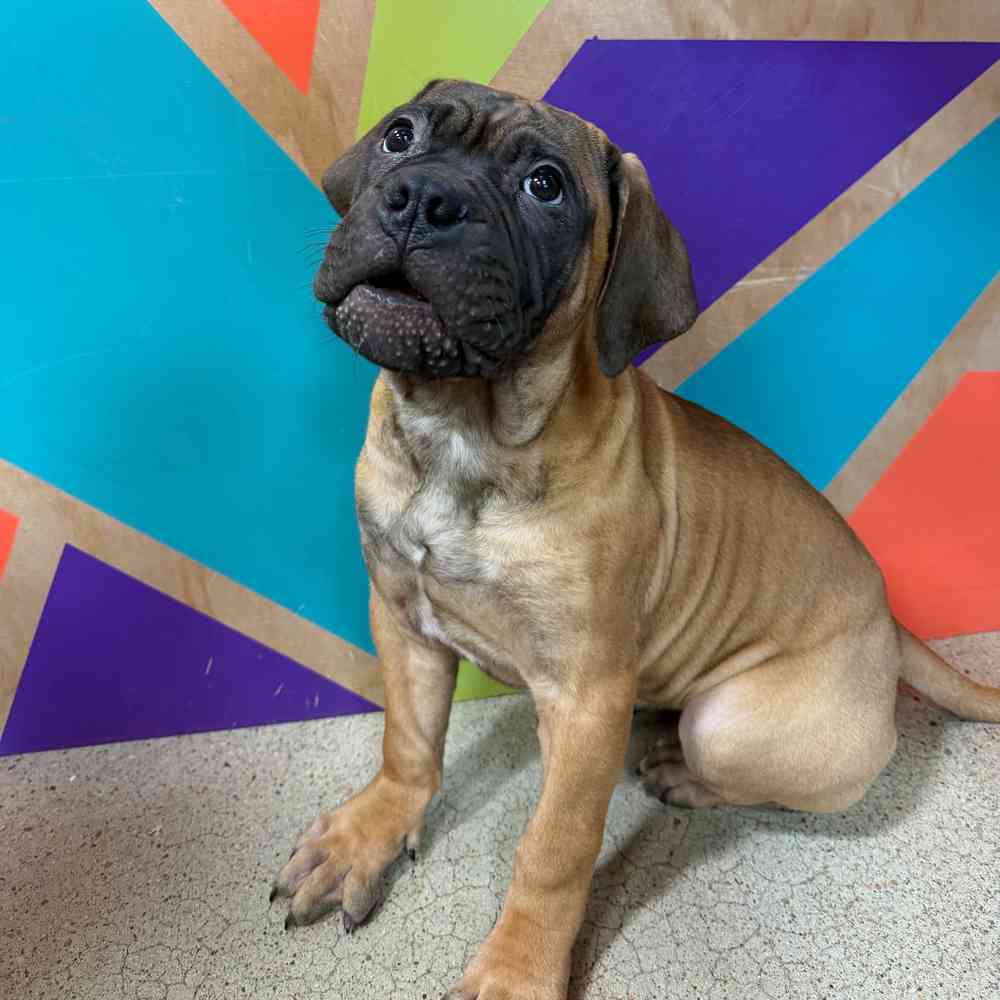 Image of a pet breed in the gallery