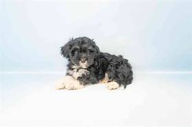 Havanese