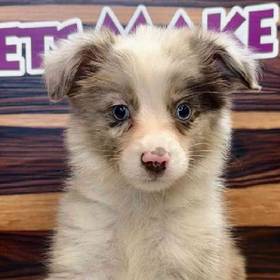 Mini Aussie