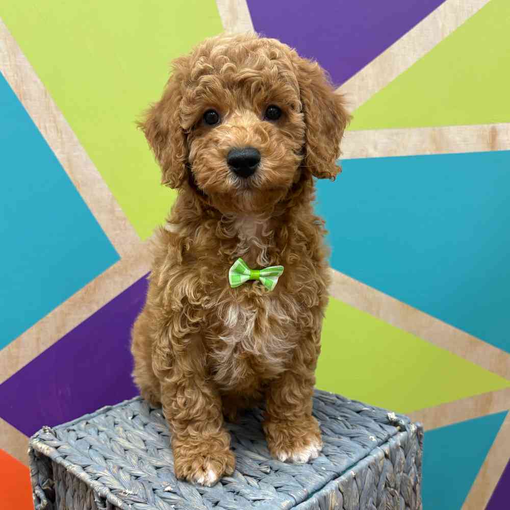 carousel pet images
