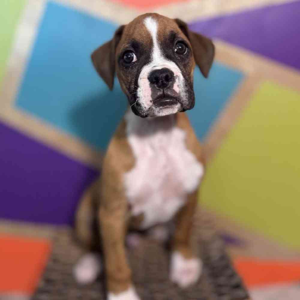 carousel pet images