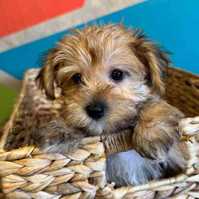 Yorkie-Poo
