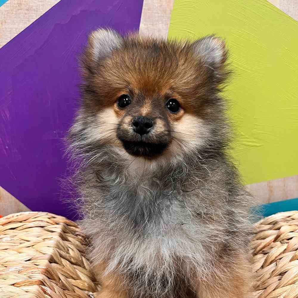 carousel pet images