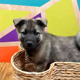 Norwegian Elkhound