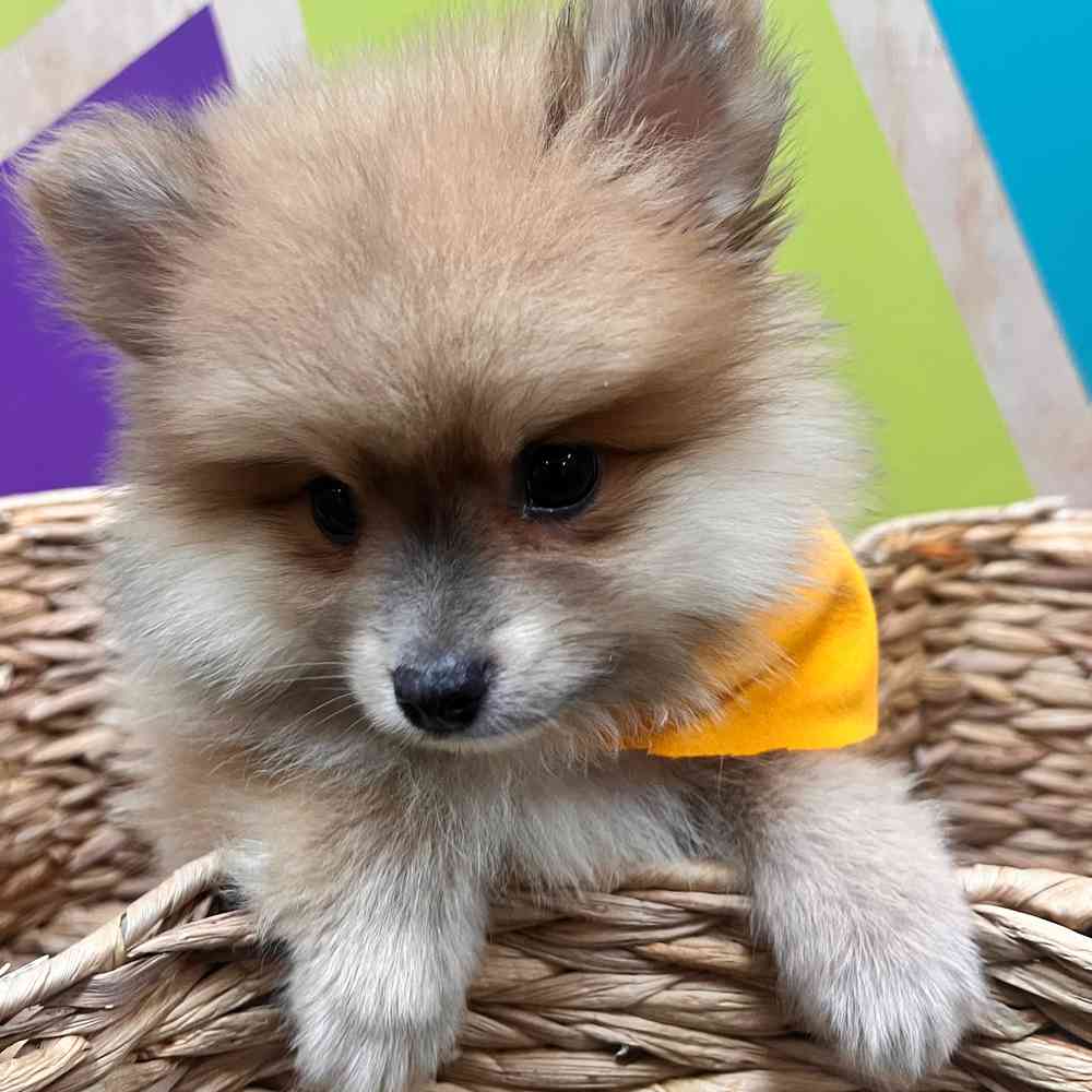 carousel pet images
