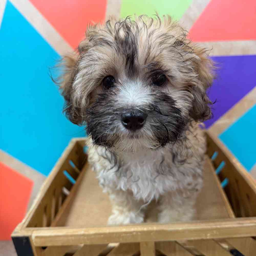 carousel pet images