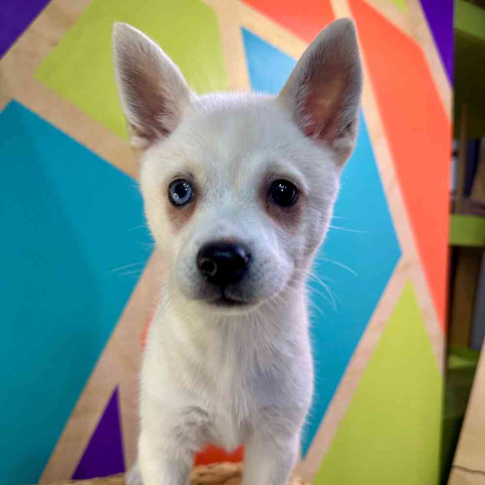 pet breed image