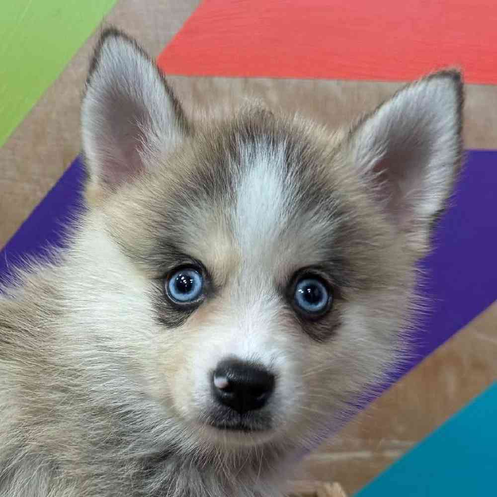 carousel pet images