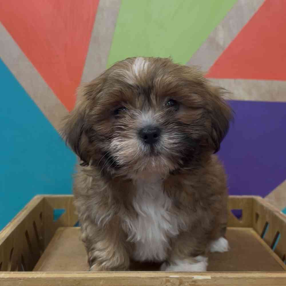 carousel pet images