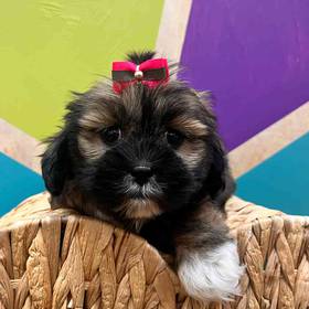 Lhasa Apso
