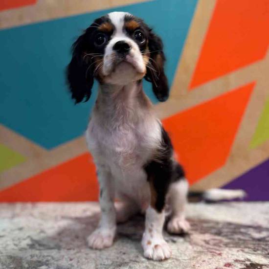 Milo