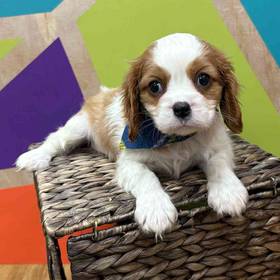 Cavalier King Charles Spaniel