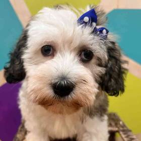 Havanese