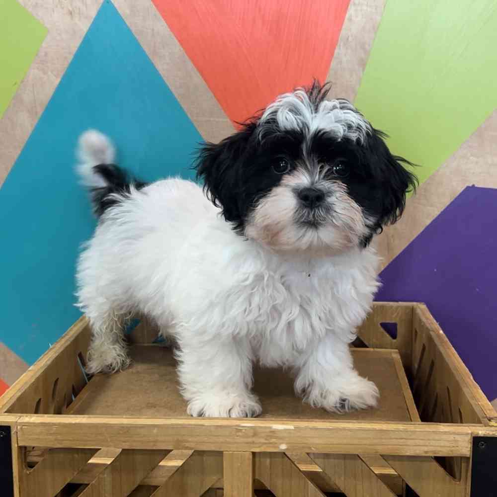 carousel pet images