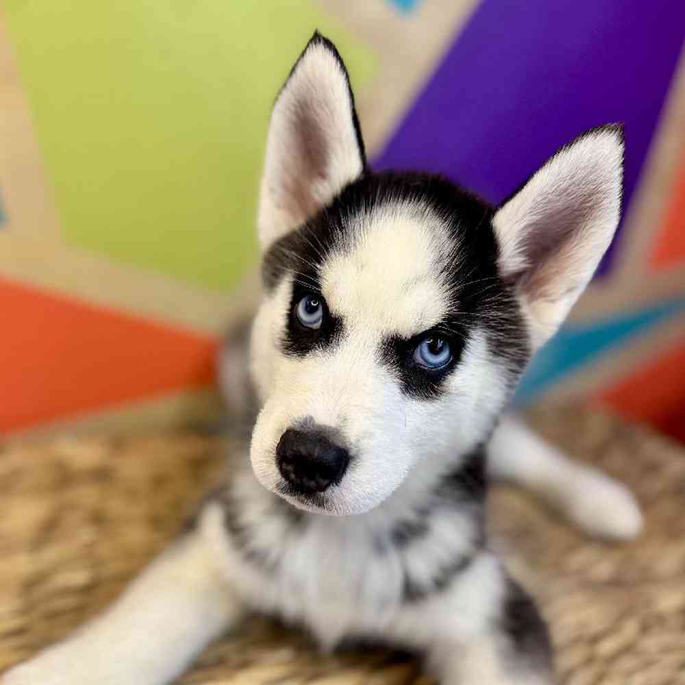 carousel pet images