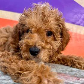 Mini Goldendoodle