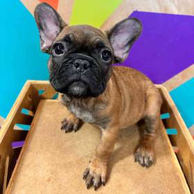 French Bulldog