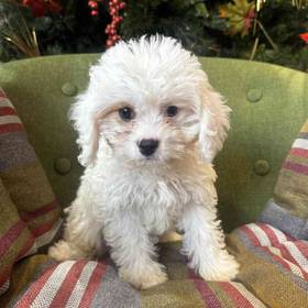 Cavachon