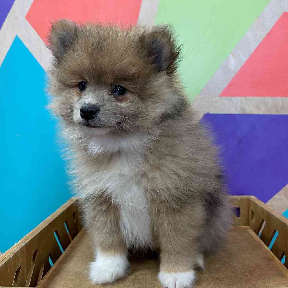 carousel pet images
