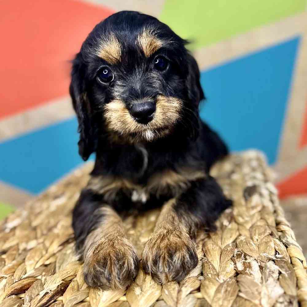 Image of a pet breed in the gallery