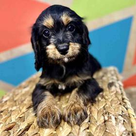 Cavapoo