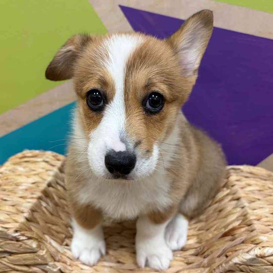 Crouton