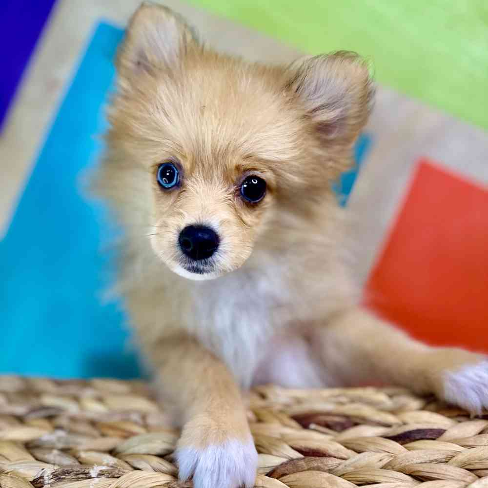 carousel pet images